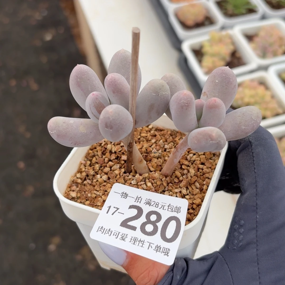 米可奶无盆土发货无