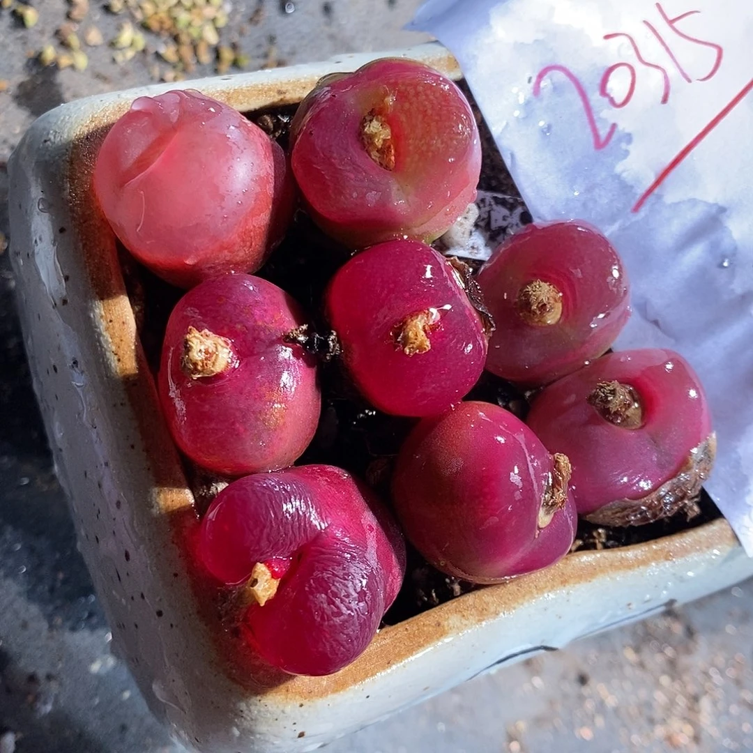 20315。  一组。蟠桃。