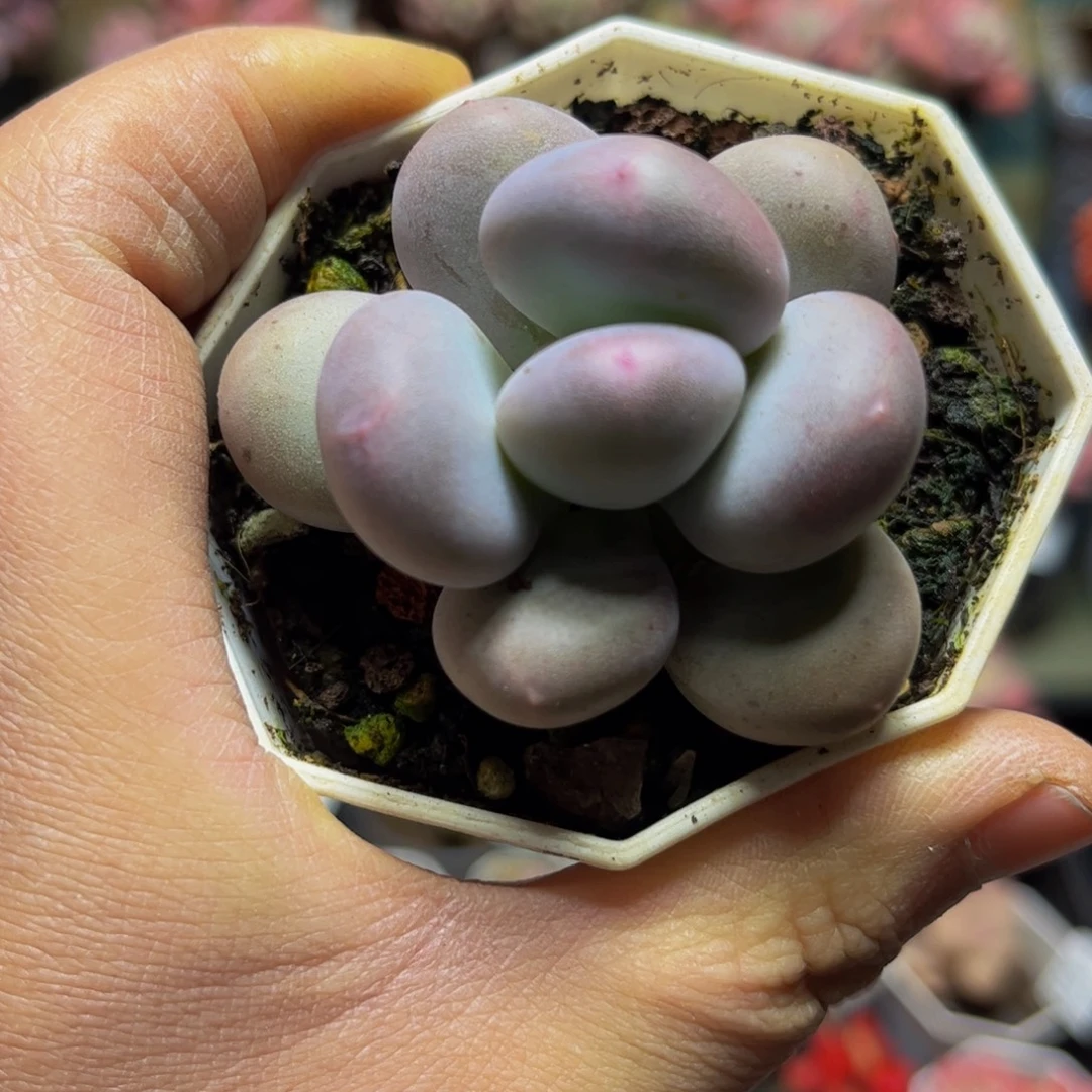 347-5厘米多肉植物