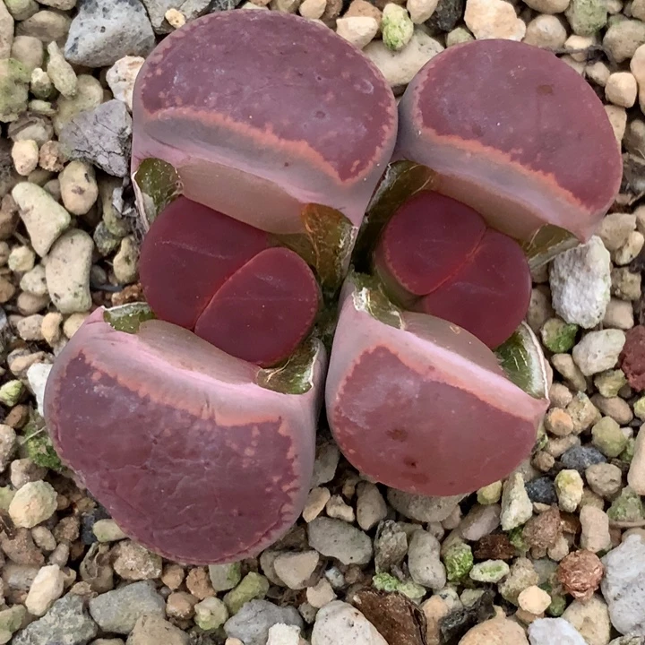 精品多肉植物纯比利时ko