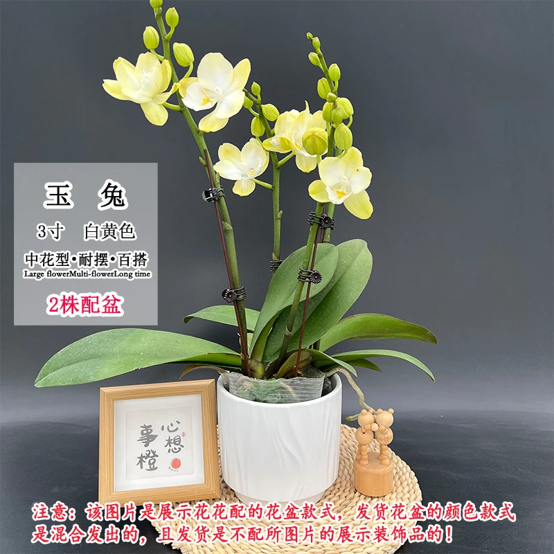 【玉兔】新手好养新品种 蝴蝶兰中花型蜡质室内桌面好养澧兰汀专属
