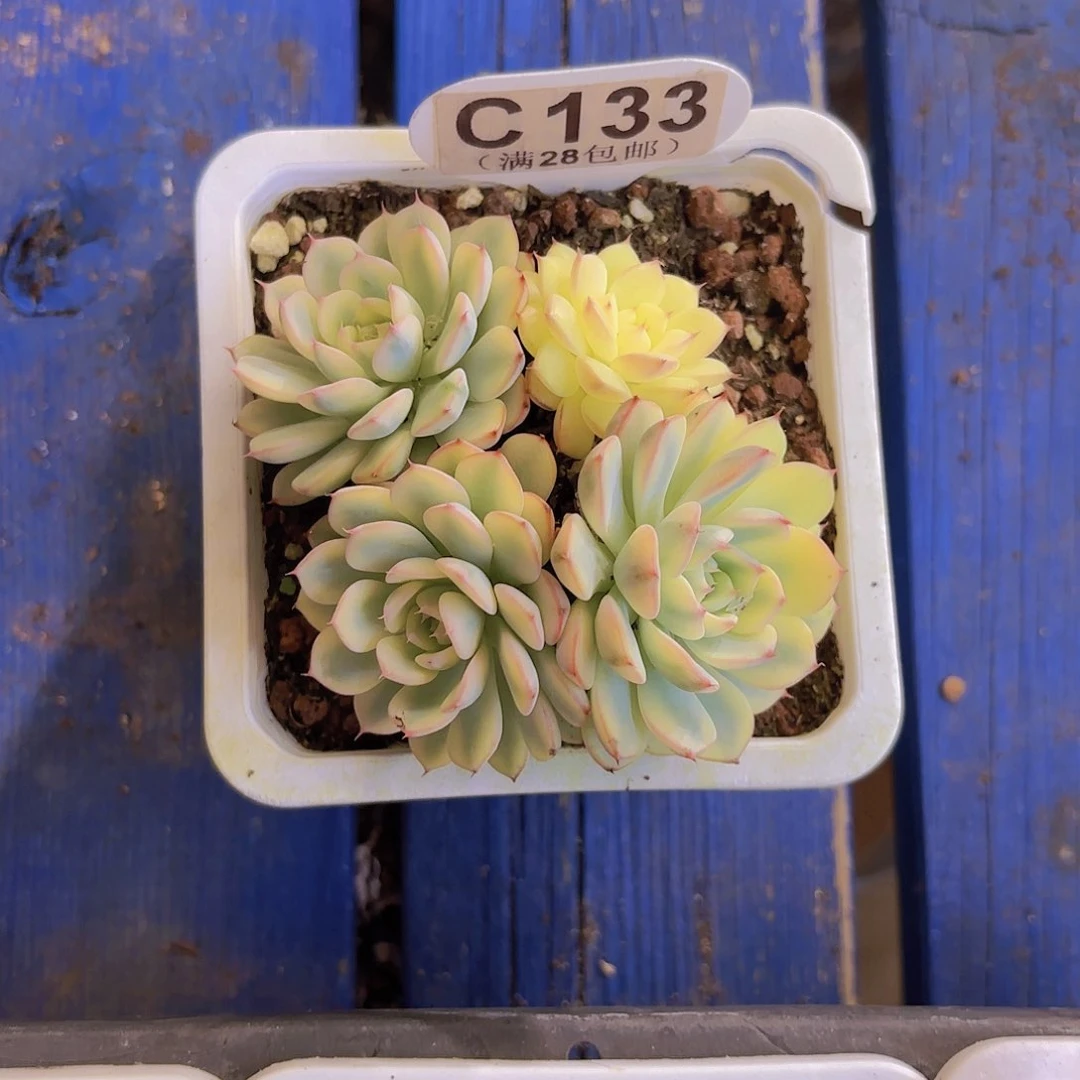 C133姬莲锦一物一拍