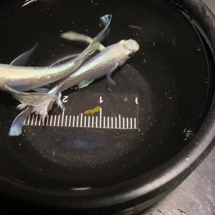 青鳉鱼一物一拍769