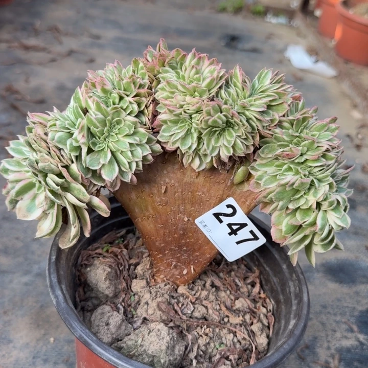 倾城法师锦缀化247