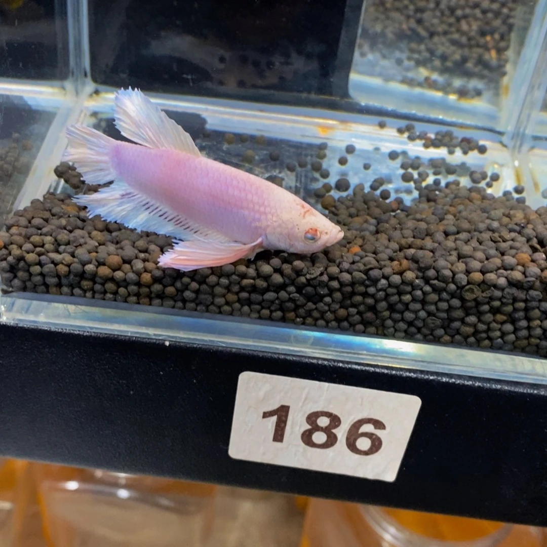 放***茶斗鱼186巨斗111111