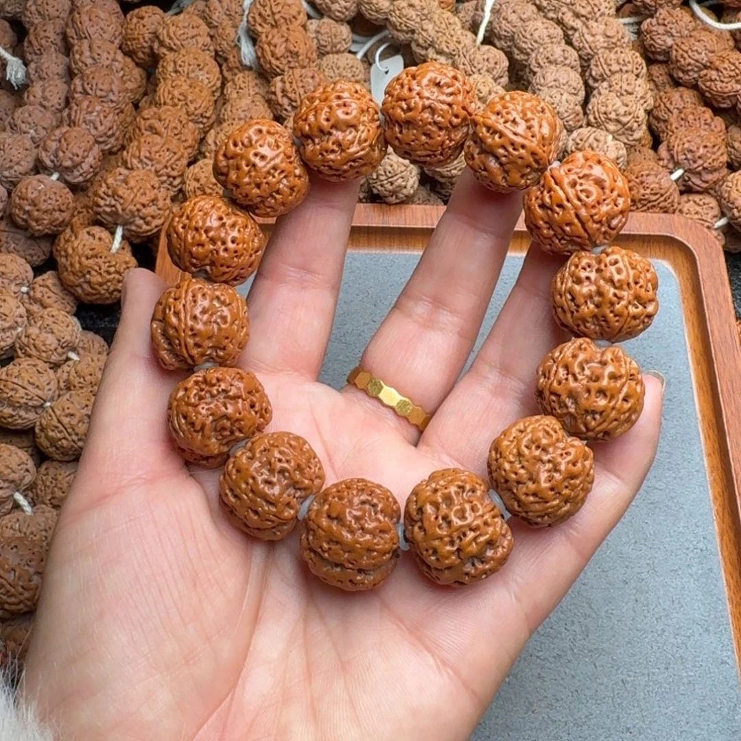 菩提菩提19号尼泊尔大金刚22爆肉梁