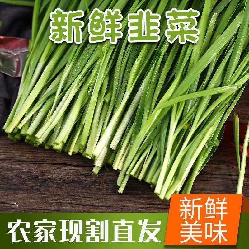 云南高原露天种植头茬韭菜鲜嫩美味时令蔬菜现割现发产地直发