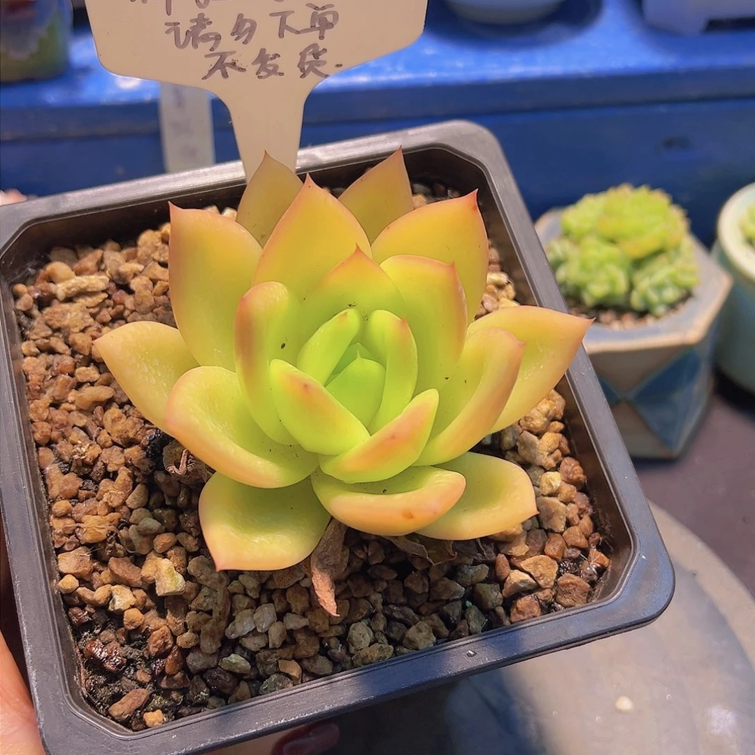 翠花6-7公分，多肉植物