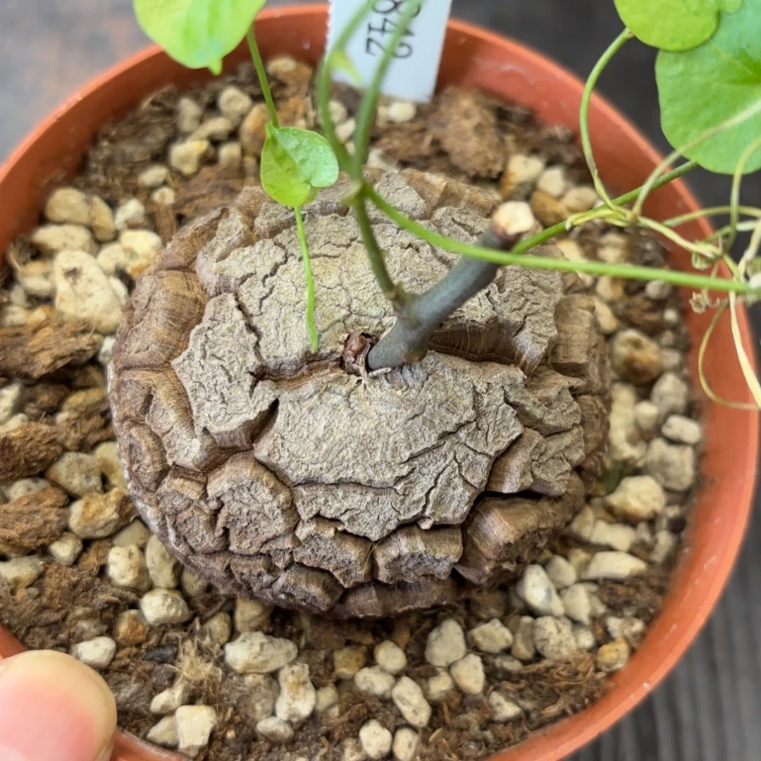 842号龟甲龙带盆包邮不退不换