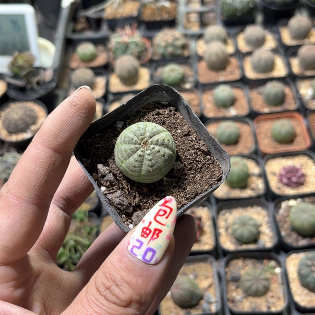 ?***?24249一物一拍单头发货