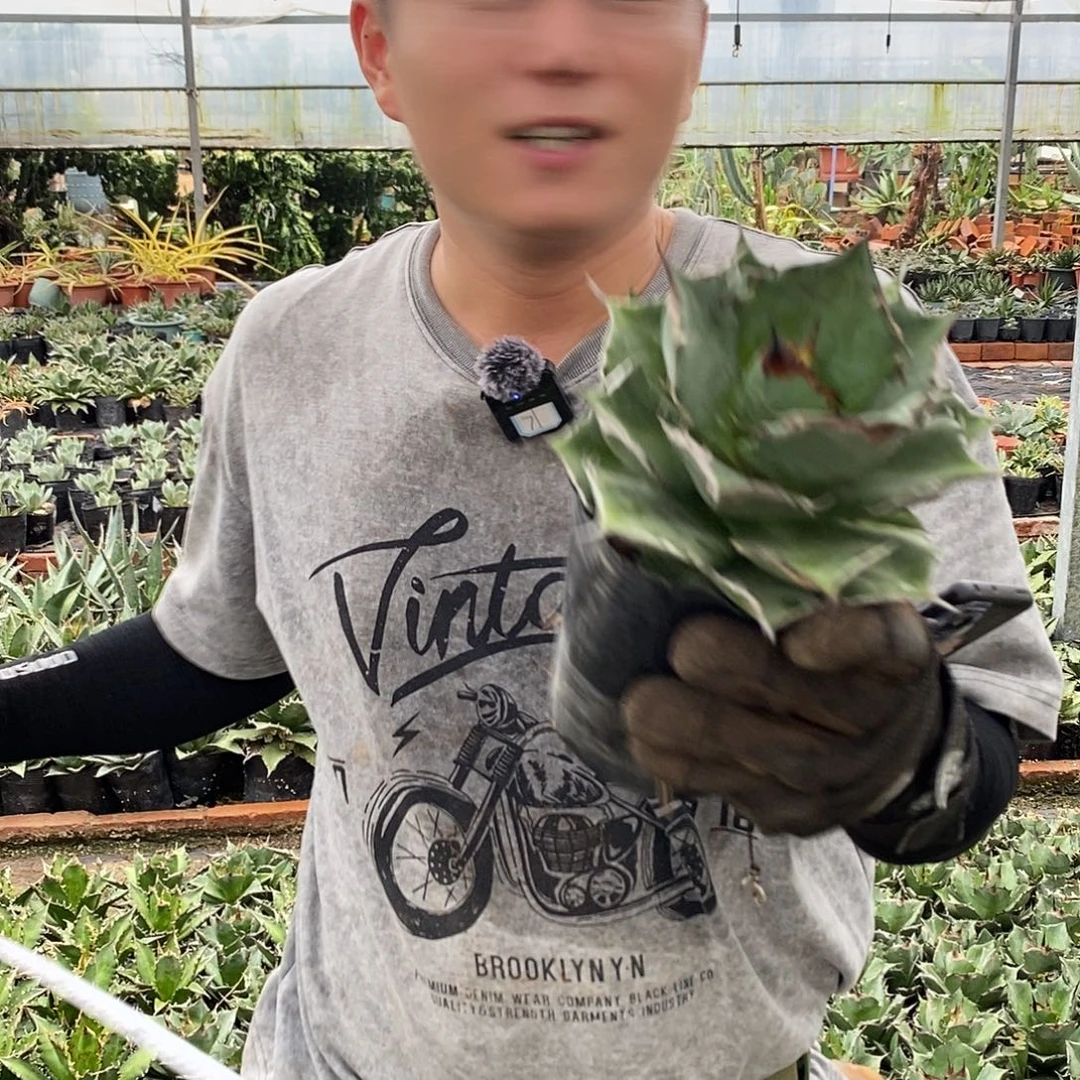 黑豹仁王冠20公分