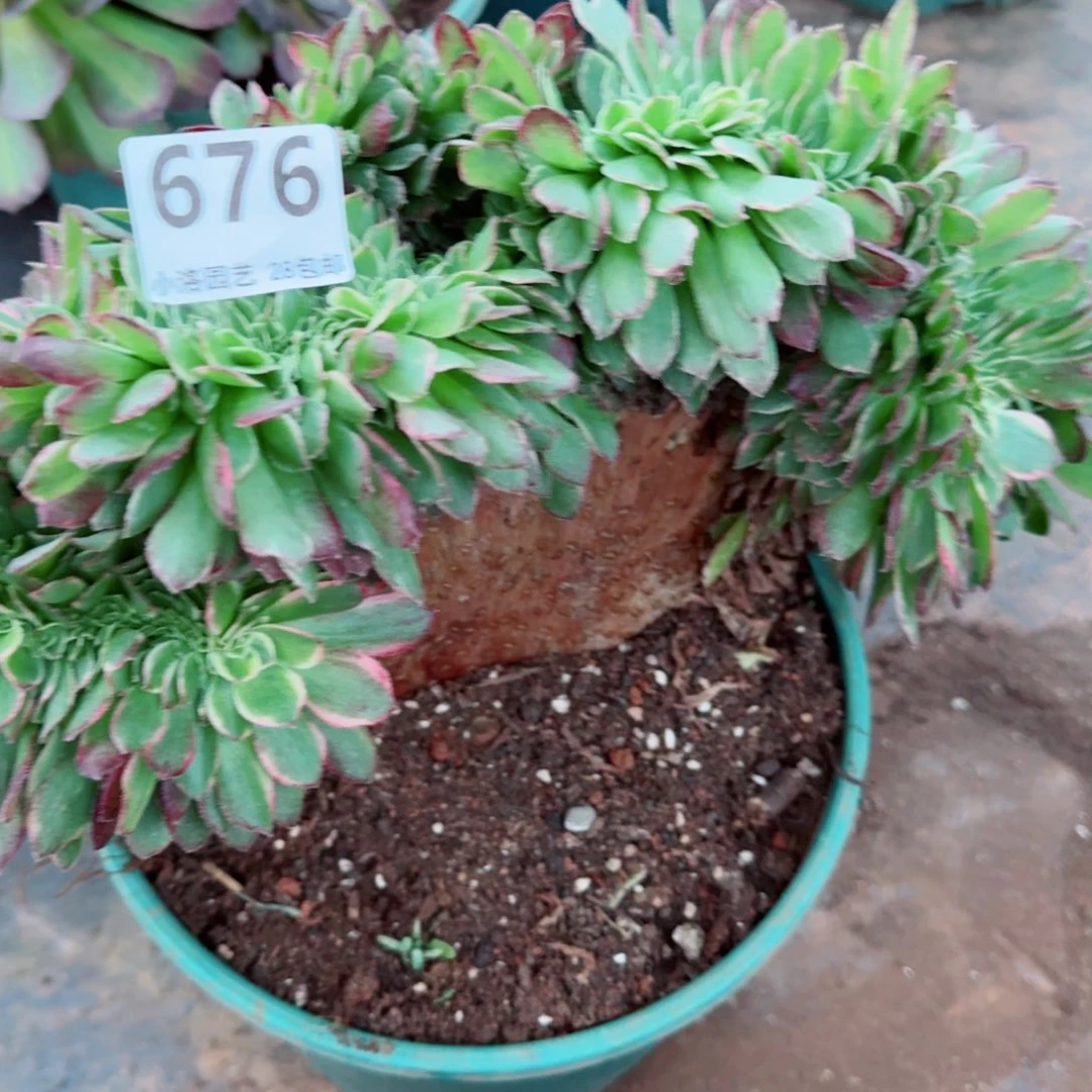 676海王缀化多肉植物满28包邮