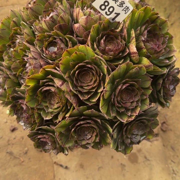 潘*子万拉丝丛林891肉肉