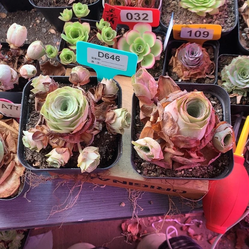 【闪购商品】懒***王两颗646