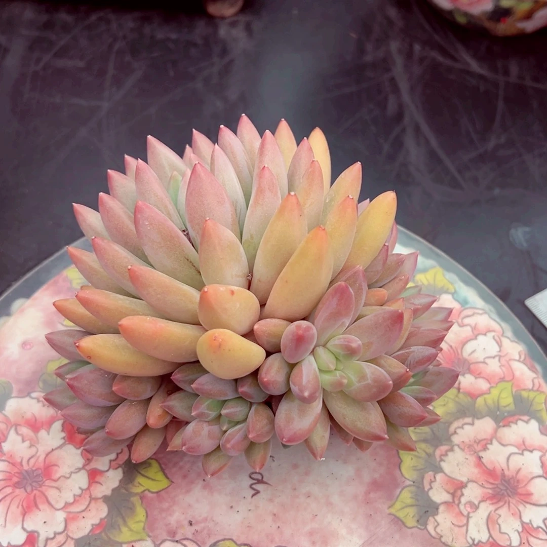 水晶球杂手捧花的寄养