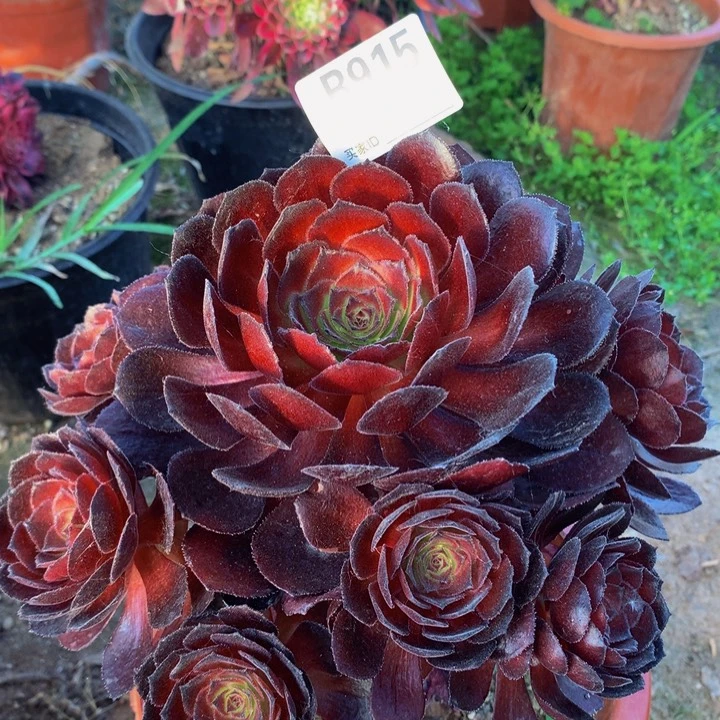 全部花朵915黑美人