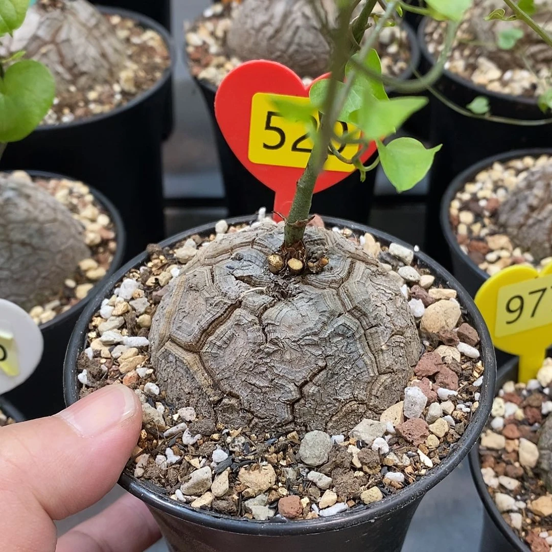 南非龟甲龙龟甲龙