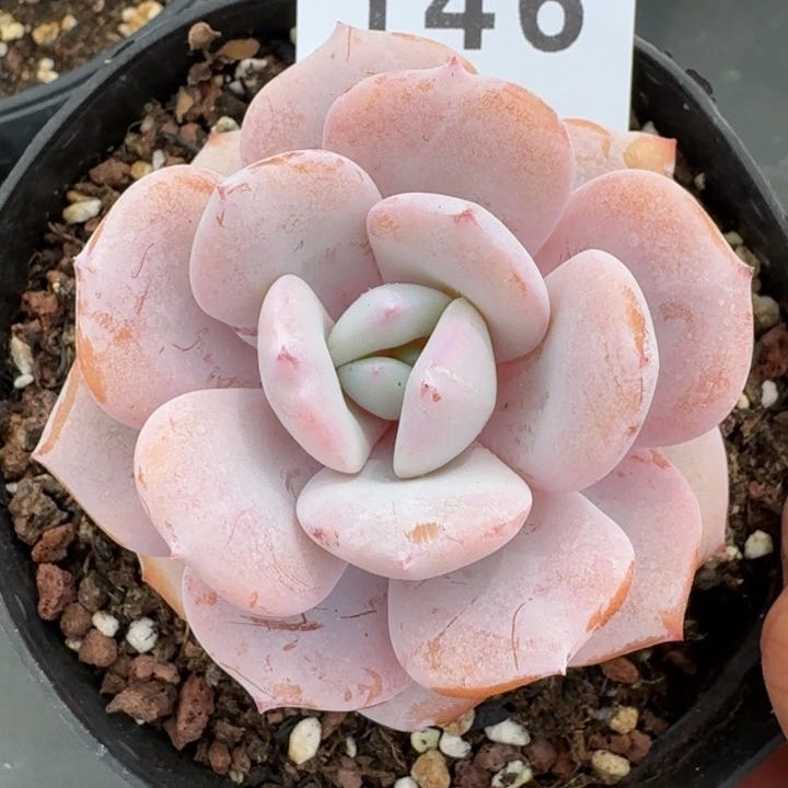 奶茶韩版            多肉植物