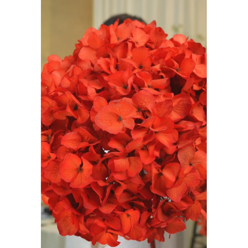 【AAA级鲜花】锦绣年华永生花绣球