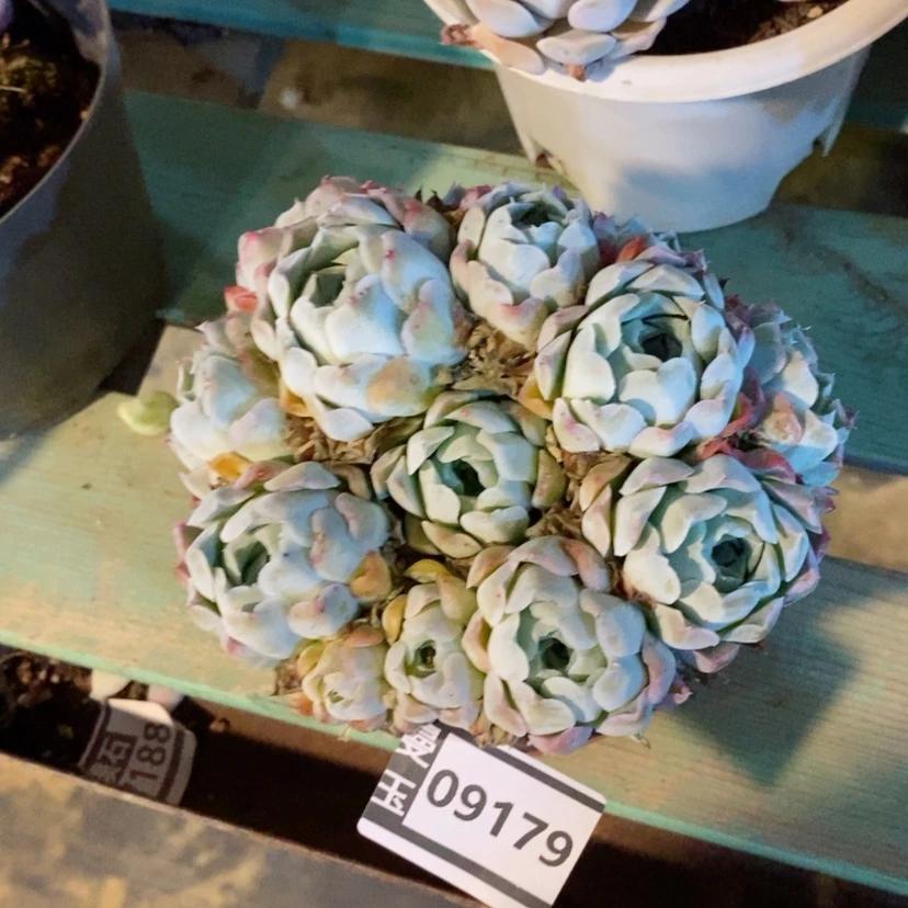 【闪购商品】?**.沁心08179