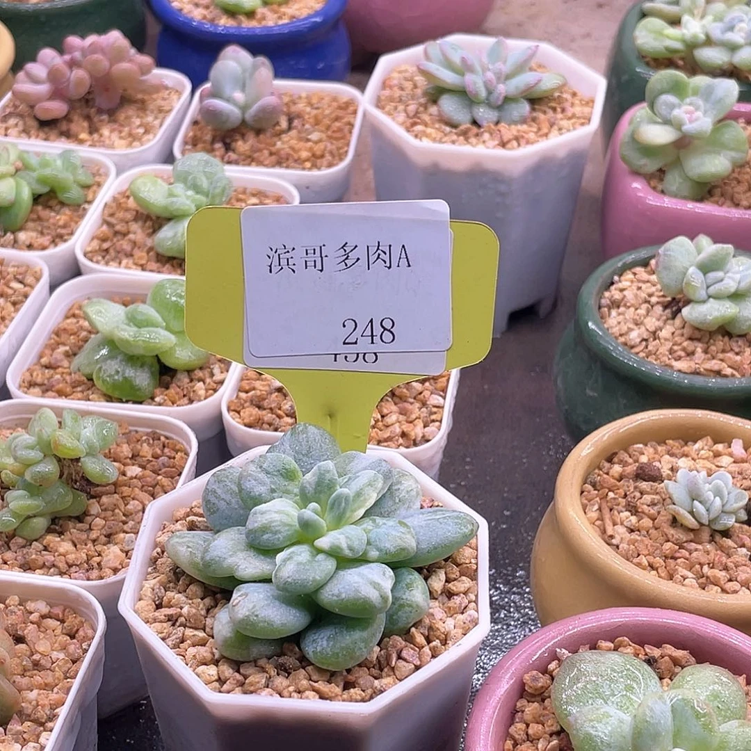 滨哥多肉A248劳尔石化白拉丝锦