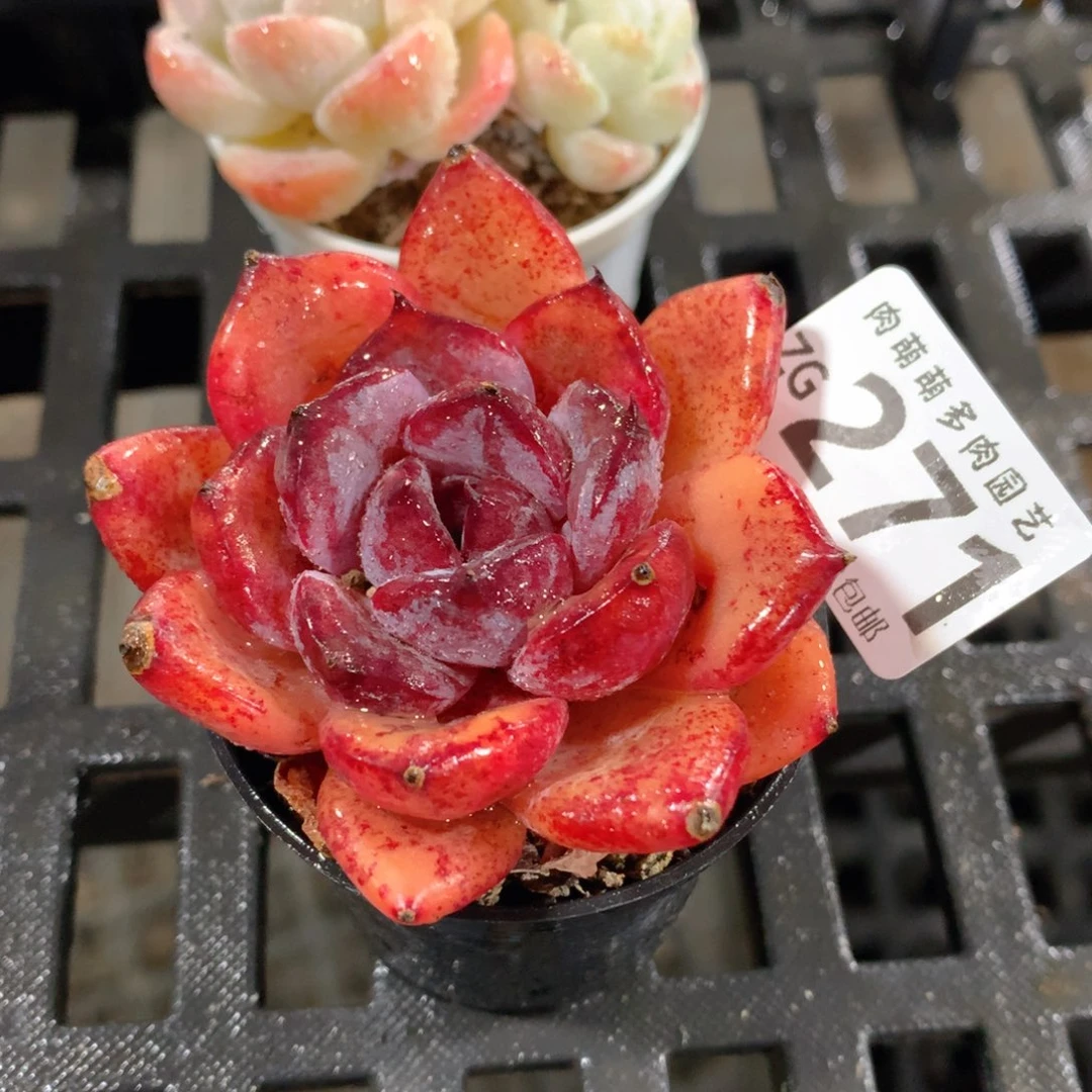 肉萌萌拇指盆精控多肉ZG271