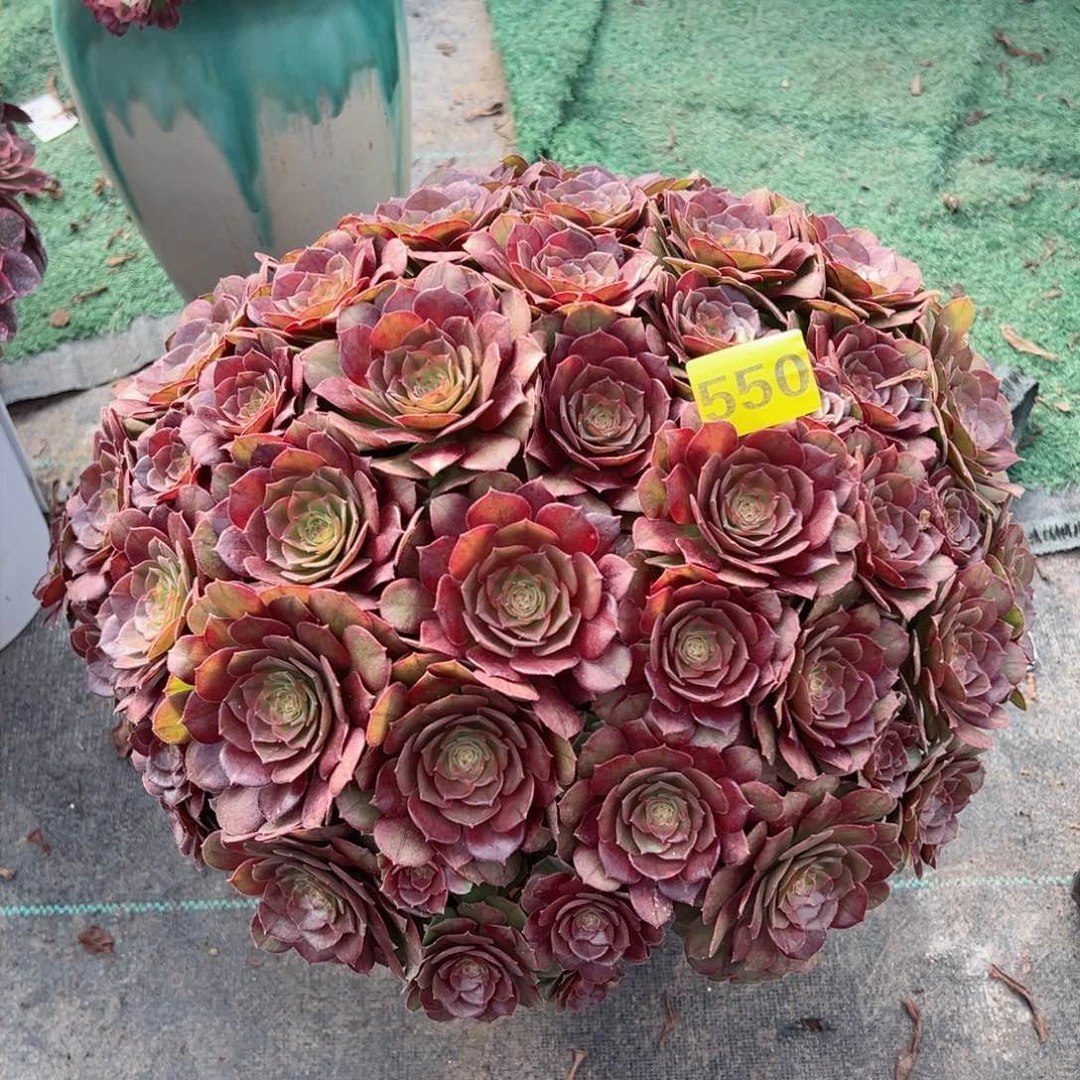 550万圣节丛林朵朵