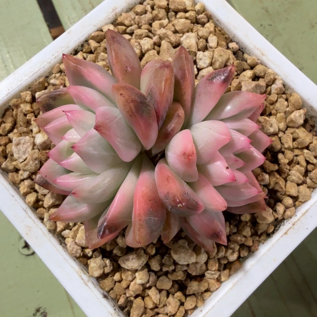 冰月亮锦，锦上园艺一物一拍