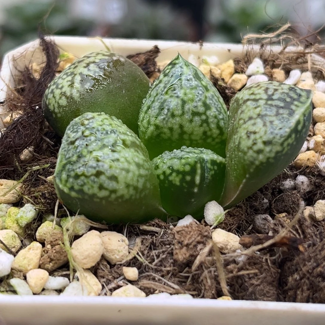 354丸叶白银发发发发发发