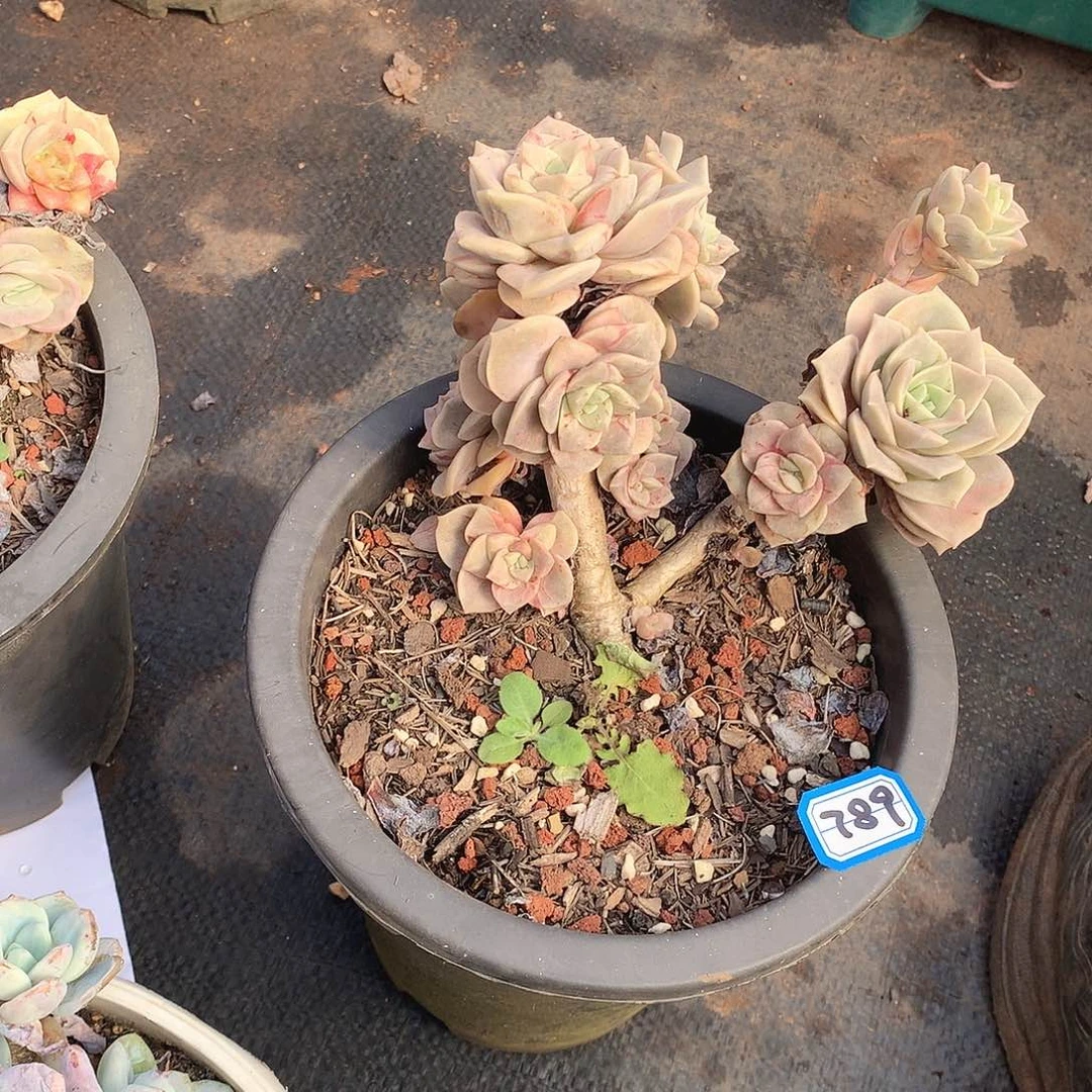 789可爱玫瑰 一物一拍多肉