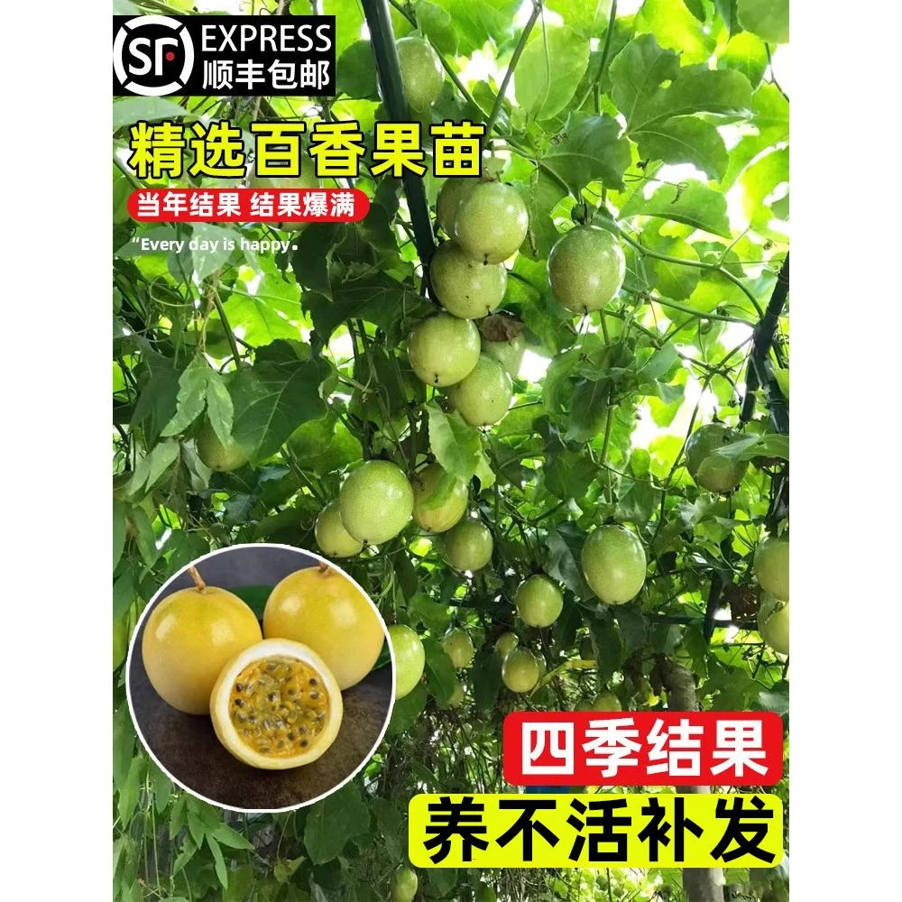 黄金百香果树果苗南北方庭院水果树种植果苗带果四季开花结果好养