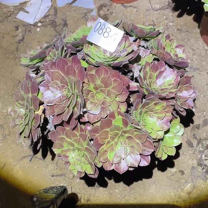多肉植物断枝不包884花月夜