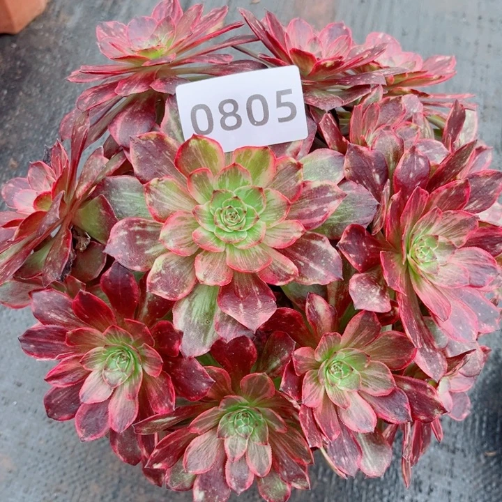 新品半夏特价多肉