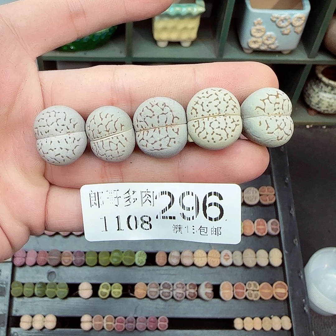 满满18包邮1108-296