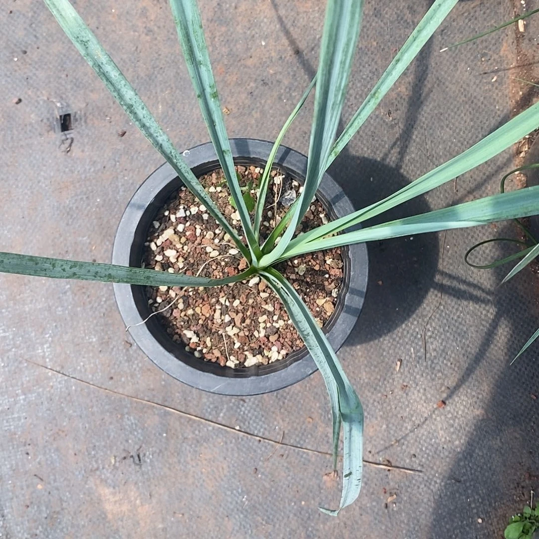 当前无花栽培后可以开花