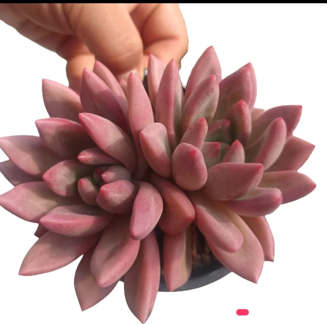 仙贝多肉满15包邮 好养易活适合办公室阳台美观净化空气