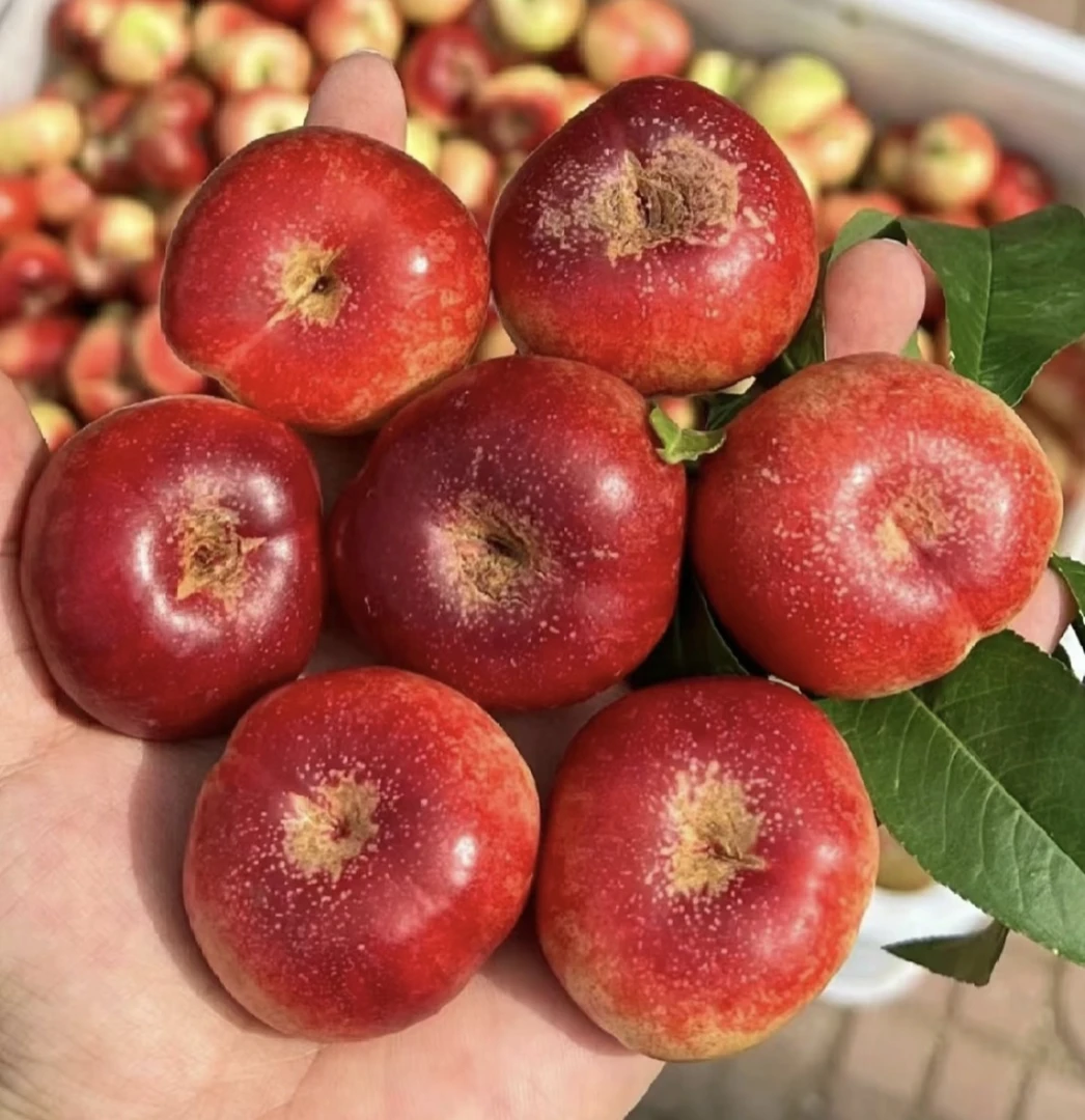 正宗油桃特大果纽扣蟠桃油蟠桃现摘先发扁桃果超大维c水果