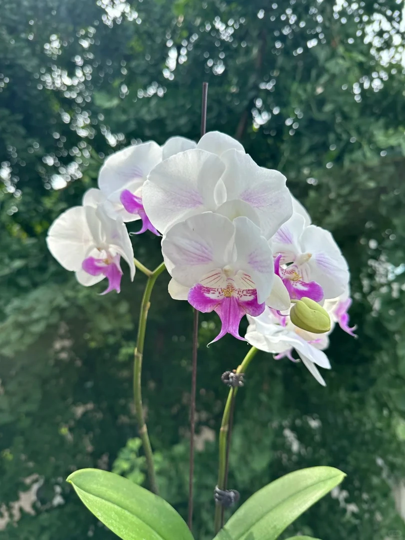 (茶花女)3.0寸蝴蝶兰苗