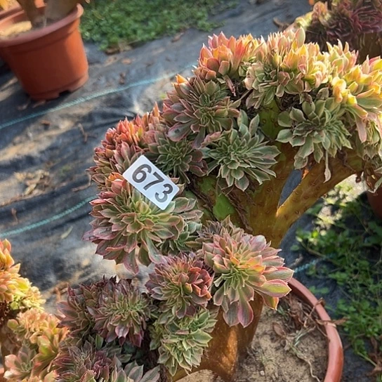 九***三多肉植物一个斑斓673