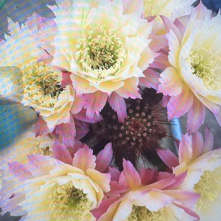 ts126侧芽高7公分毛花柱