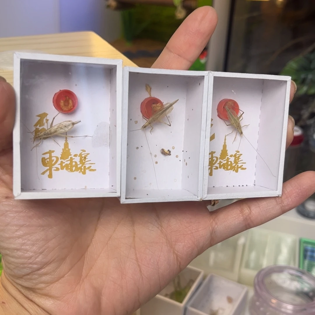 柬埔寨3只中长须拍拍