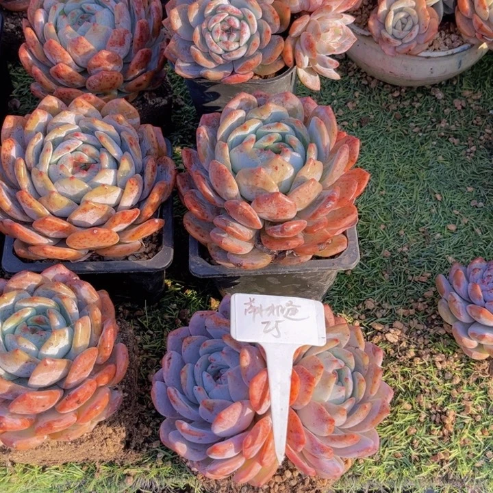 橙梦露双头多肉植物