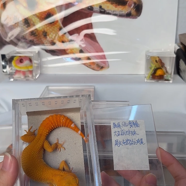 豹纹守宫满尾贝尔蜜橘，大亚成妹妹，35.5g