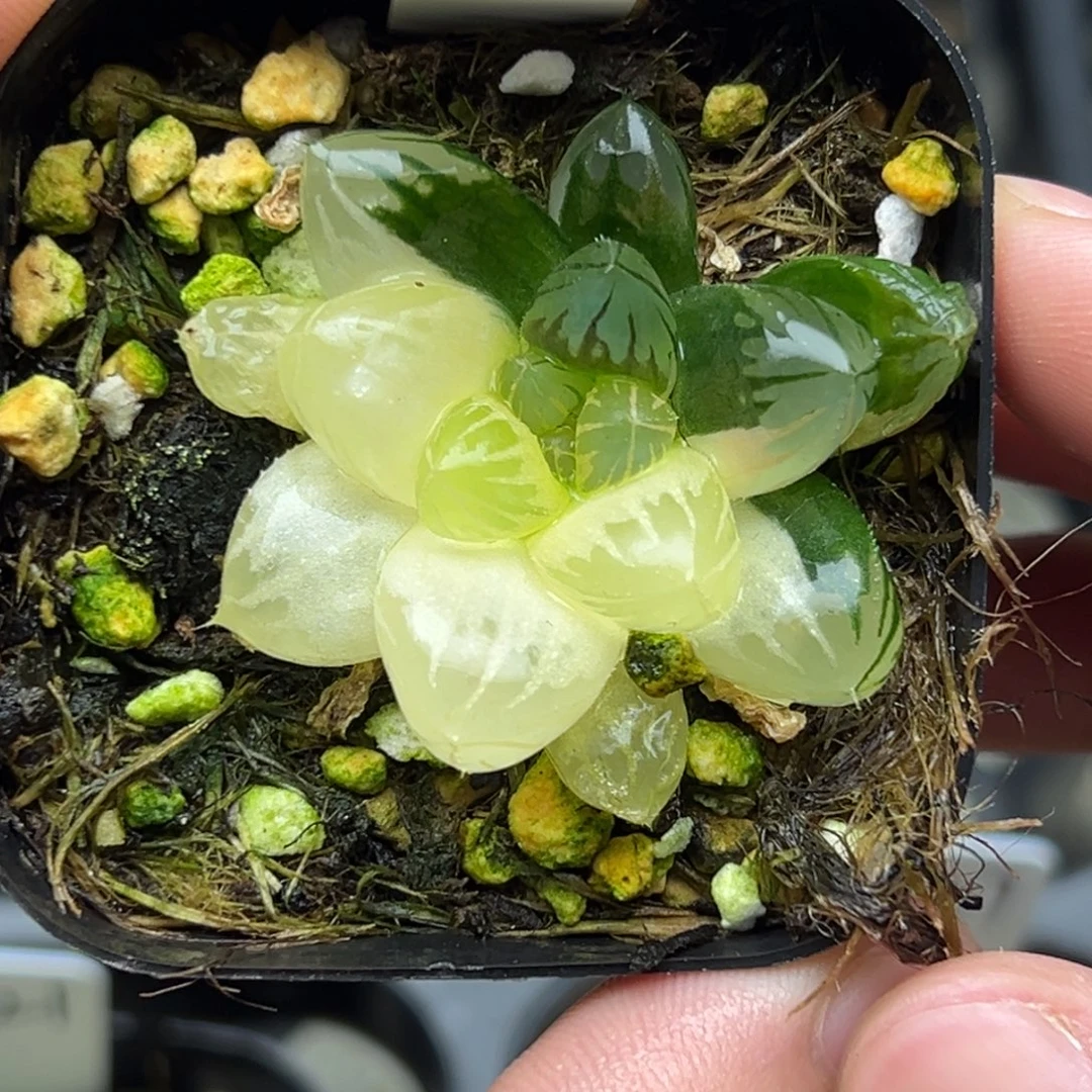 31龙爪玉露锦。。。。。