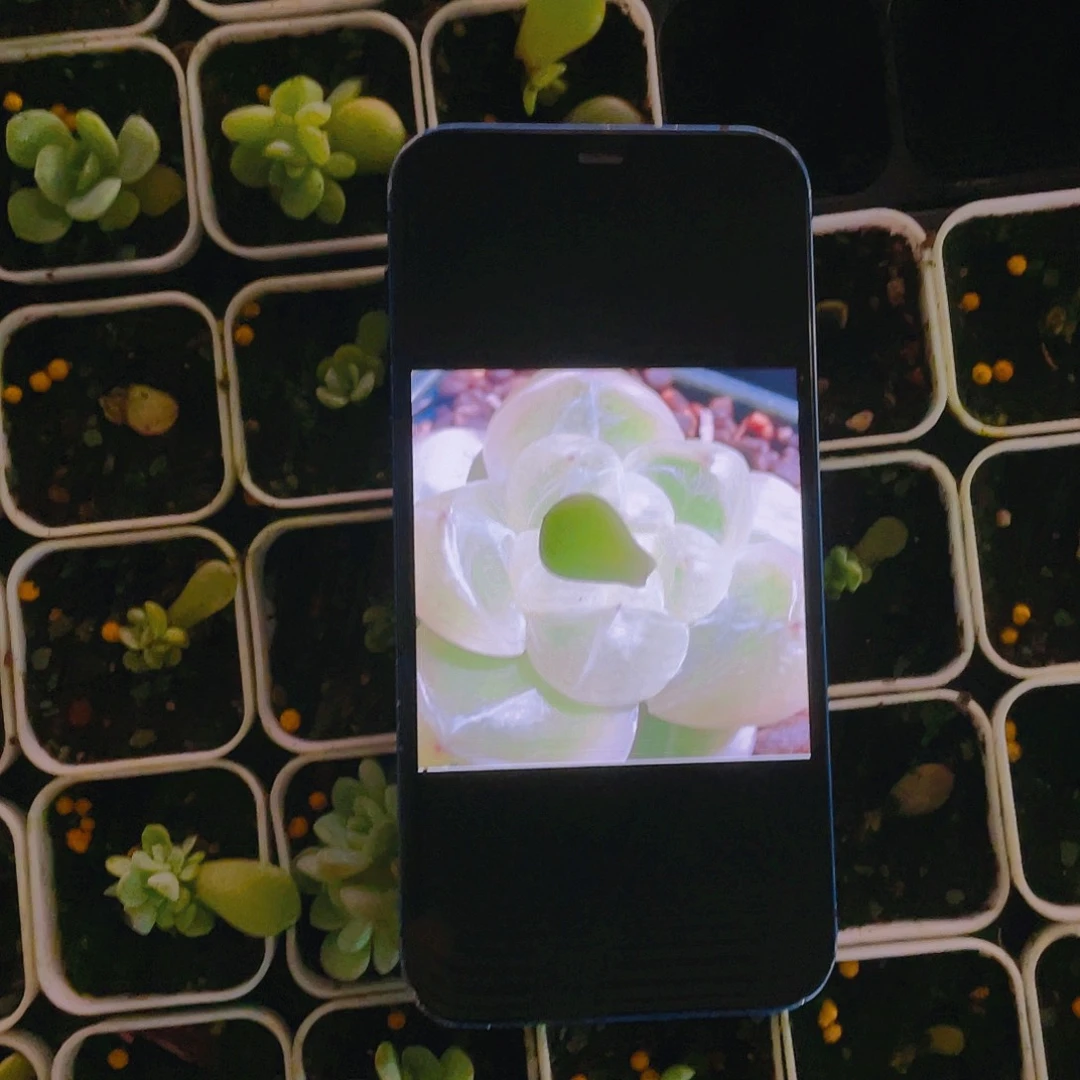 钻石珍妮4号叶子一片一个满25包邮