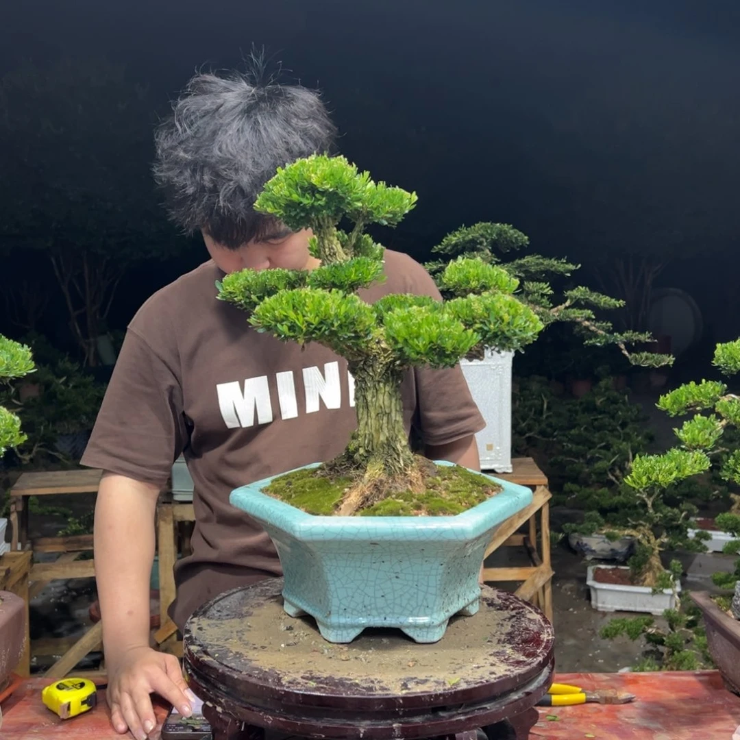 欧***布无花朵广东皱皮雀舌黄杨