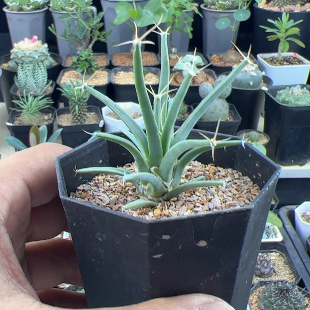 小光山实生一物一拍默认脱土发