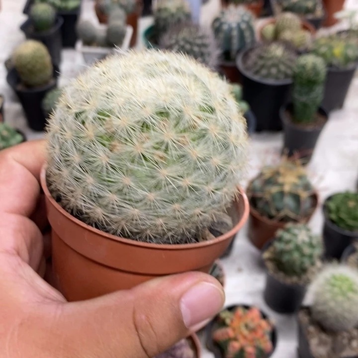 实生满月特价福利