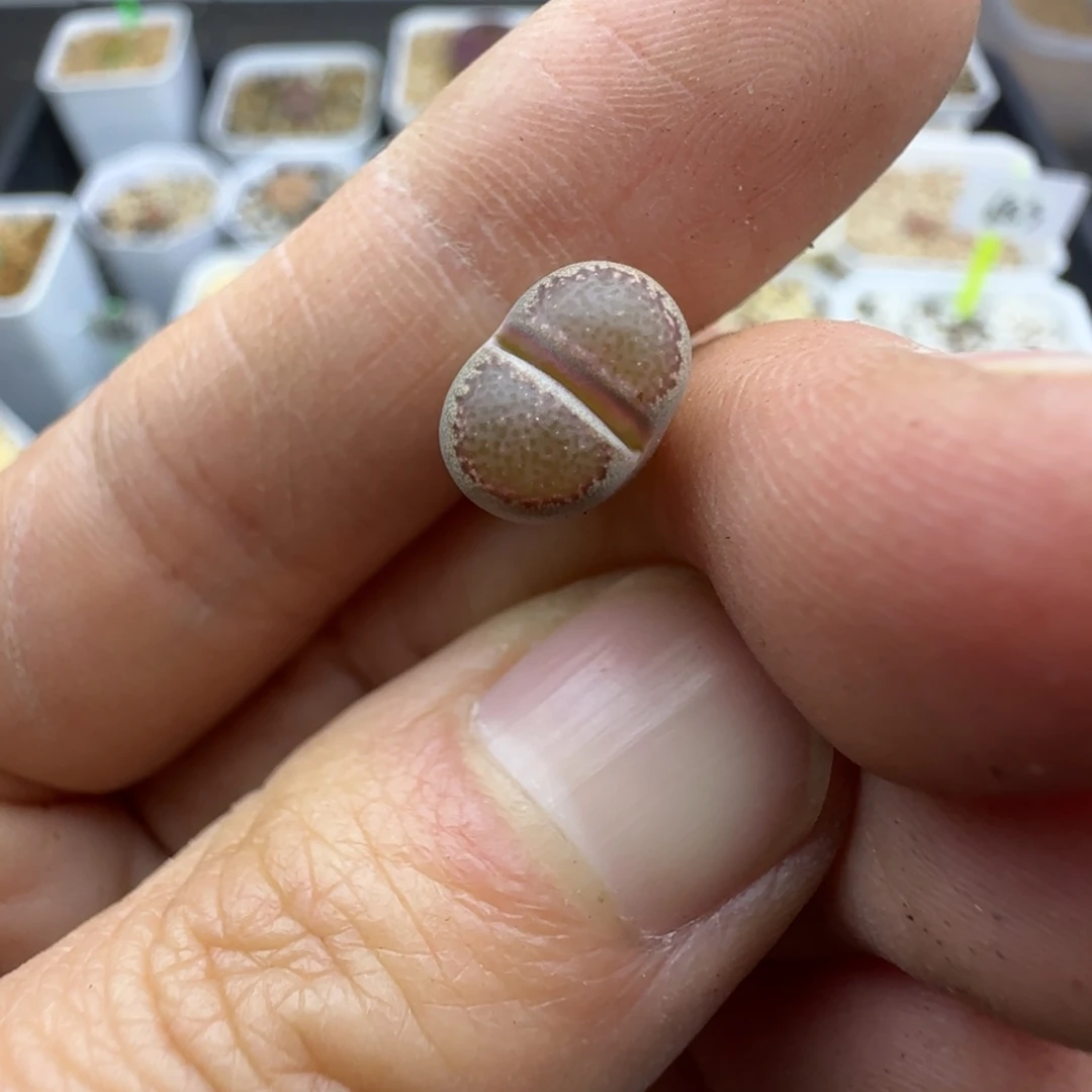 346 全窗福利30包邮