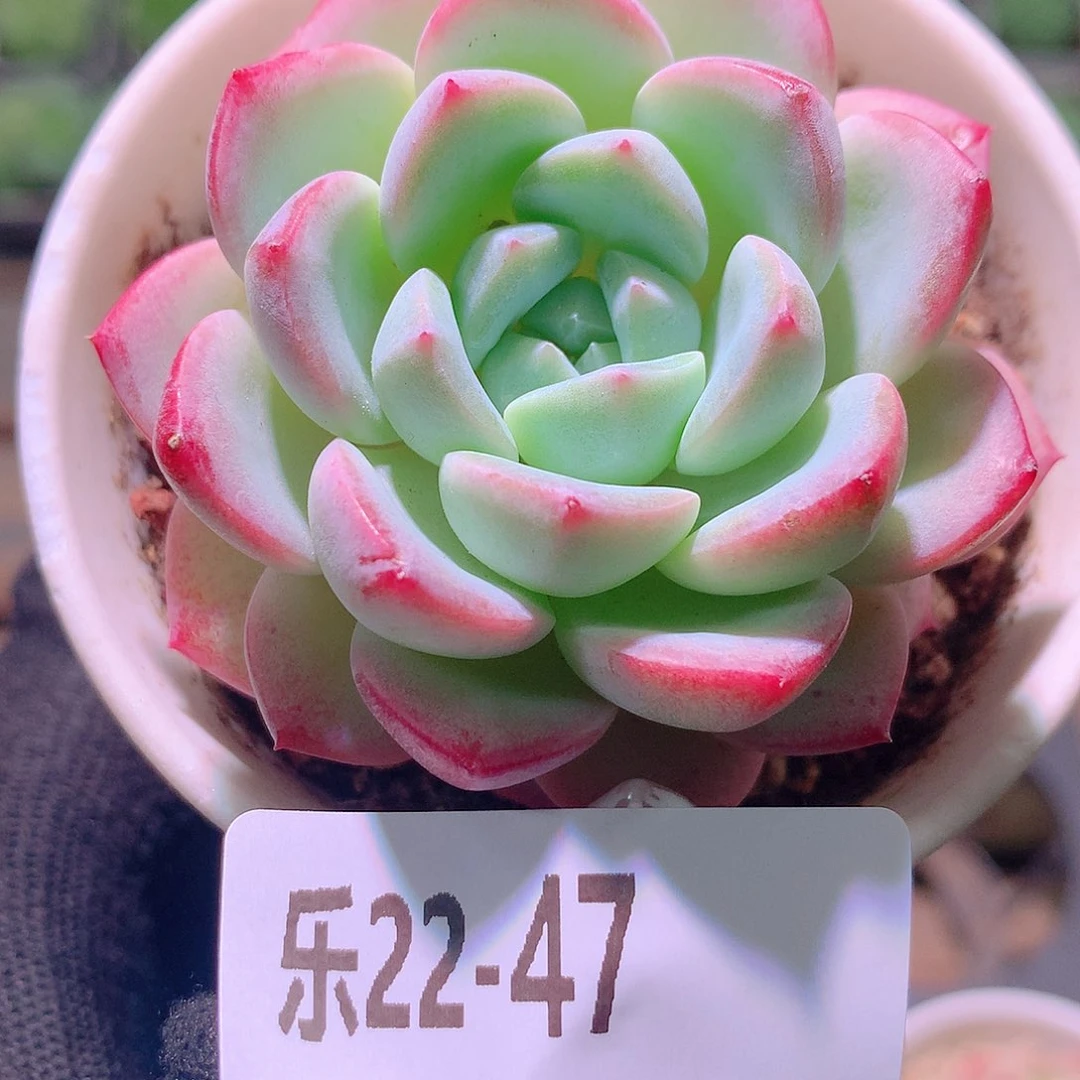 乐然22-47 新品单头